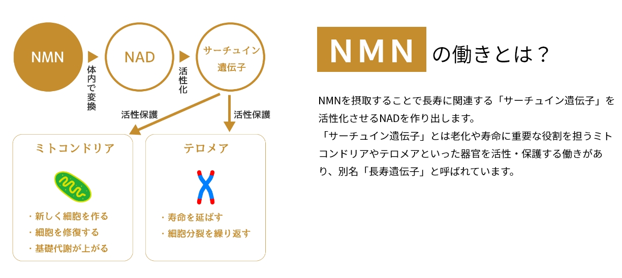 NMNを摂取することで長寿に関連する「サーチュイン遺伝子」を活性化させるNADを作り出します。「サーチュイン遺伝子」とは老化や寿命に重要な役割を担うミトコンドリアやテロメアといった器官を活性・保護する働きがあり、別名「長寿遺伝子」と呼ばれています。