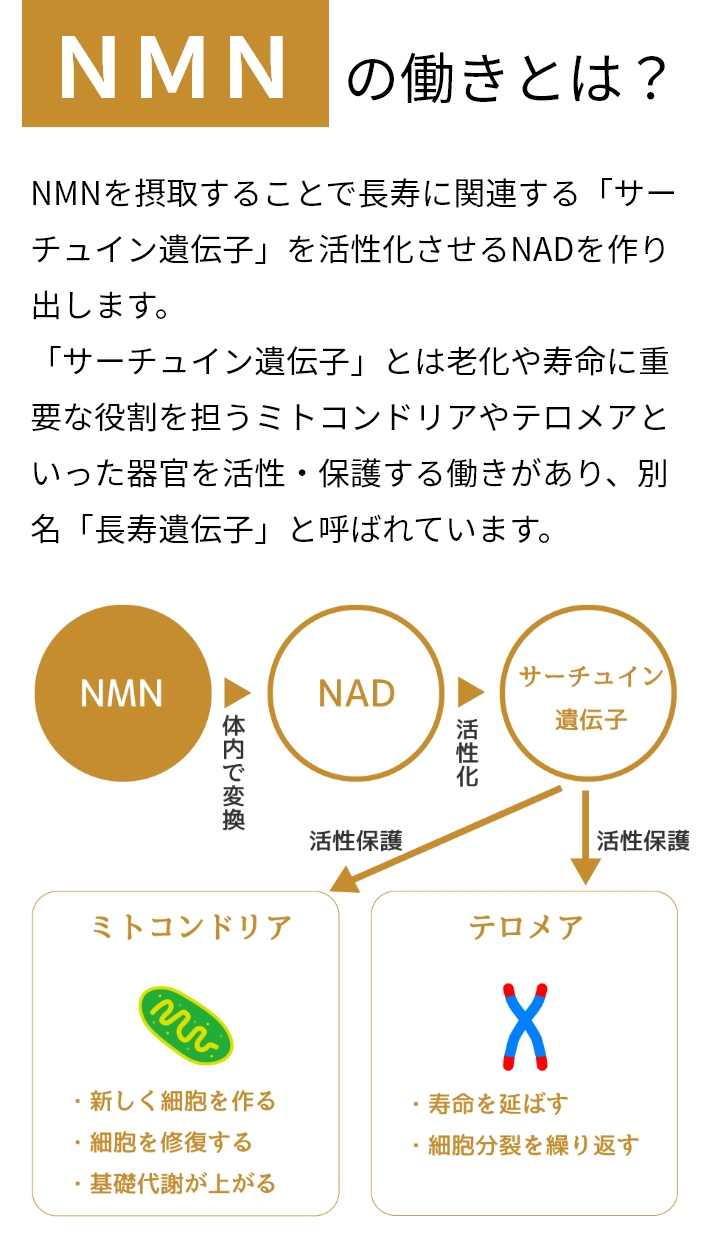 NMNを摂取することで長寿に関連する「サーチュイン遺伝子」を活性化させるNADを作り出します。「サーチュイン遺伝子」とは老化や寿命に重要な役割を担うミトコンドリアやテロメアといった器官を活性・保護する働きがあり、別名「長寿遺伝子」と呼ばれています。